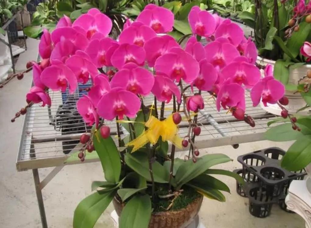 冬天开的花有哪些(适合冬天养的花和植物)