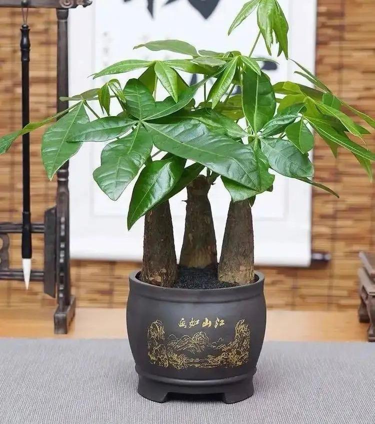 一年四季常青的树木有什么