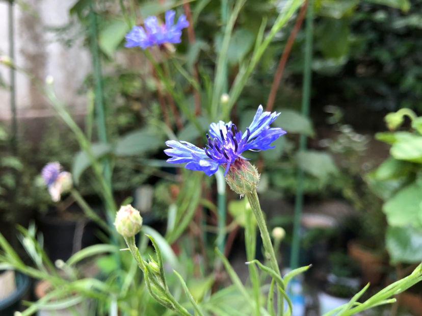蓝色矢车菊的花语(分享蓝色的花及花名)