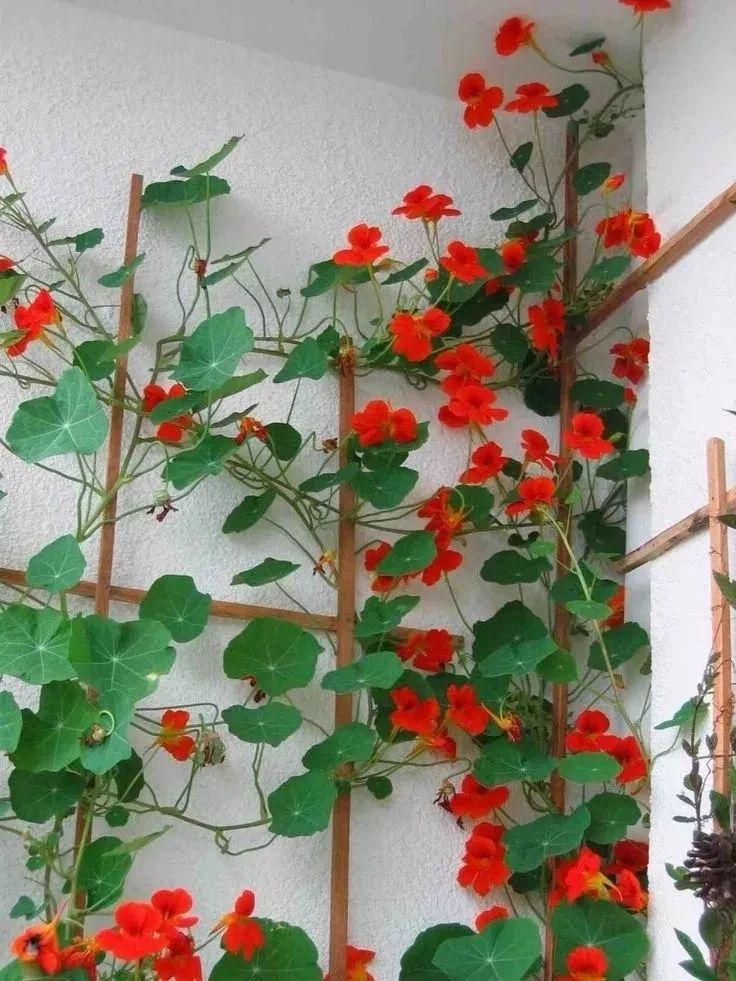 旱金莲种植方法和时间(旱金莲的养护技巧)