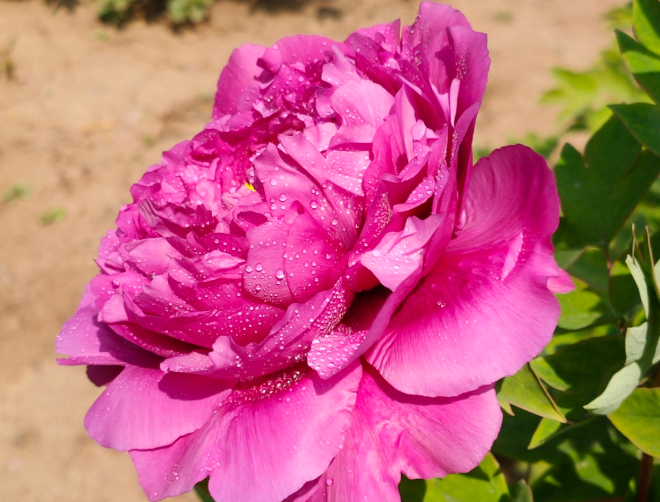 介绍牡丹几月份开花(了解牡丹花种植和养护)