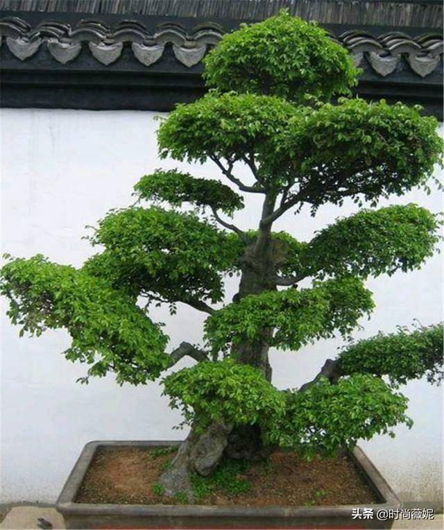 大果榆树盆景怎么养