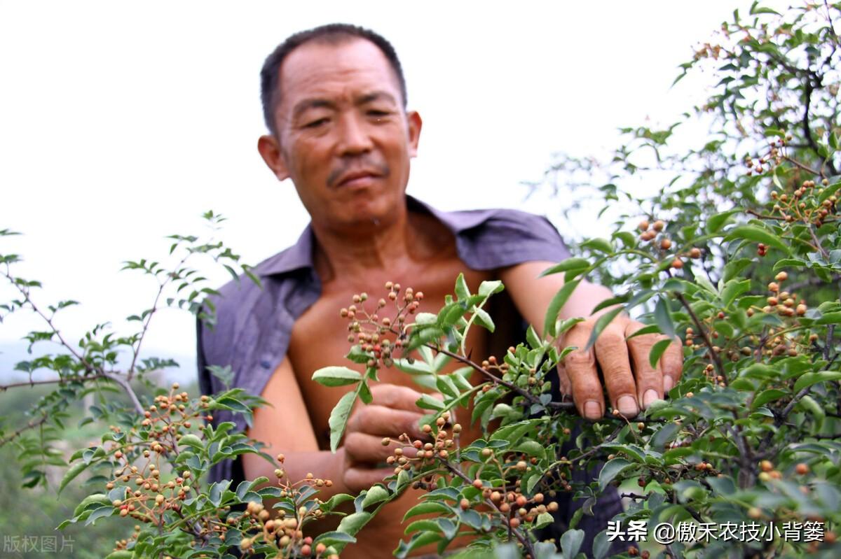 花椒树的种植方法(详解花椒种植技术)