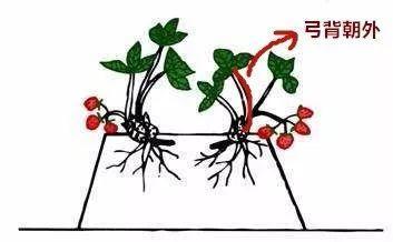 草莓的花是什么颜色的(草莓品种大全名称)