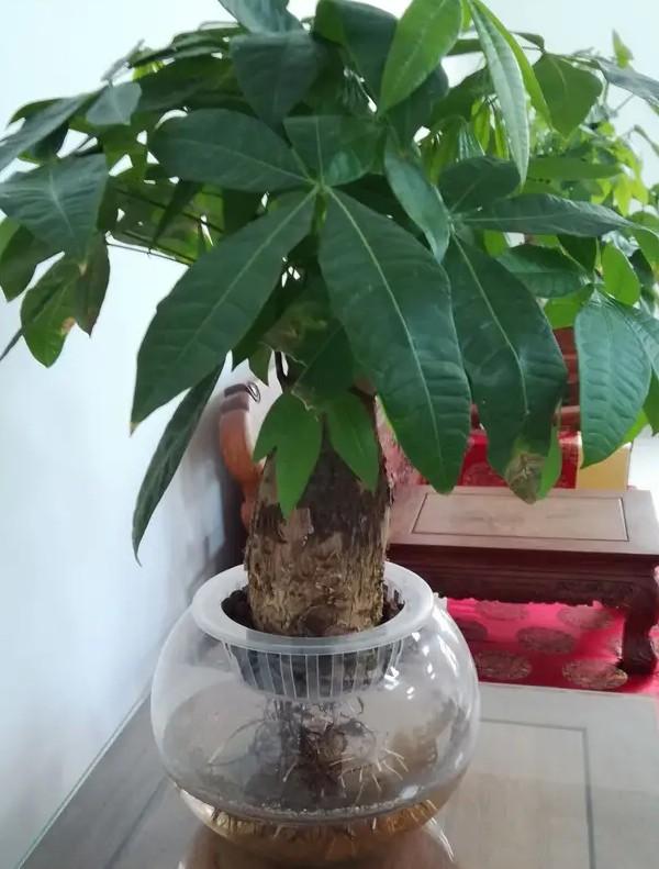 水培发财树能活多久