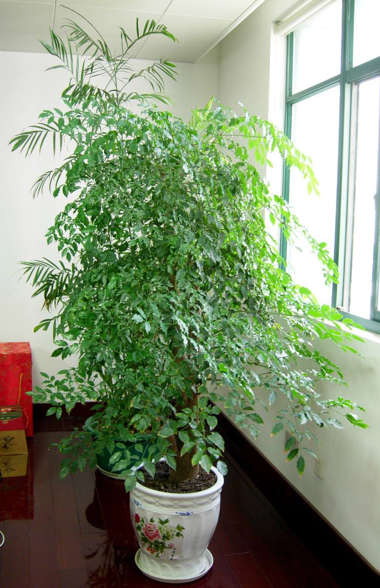 大型绿植有哪些(客厅最好养的大型绿植)