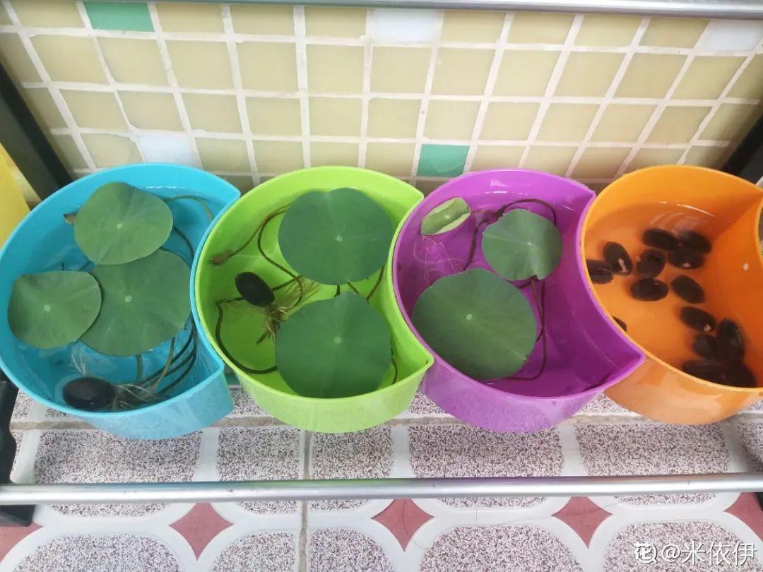 腊梅花种子的种植方法(关于梅花种植方法和时间)