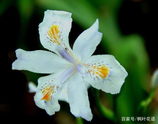 紫鸢尾花花语是什么