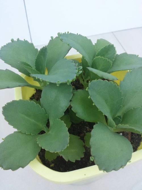 热带植物有哪些种类(常见热带植物图片及名称)