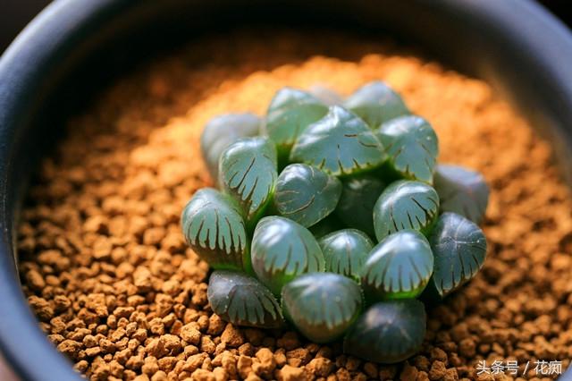 冰灯玉露这么养(适合家里养的旺财多肉植物)