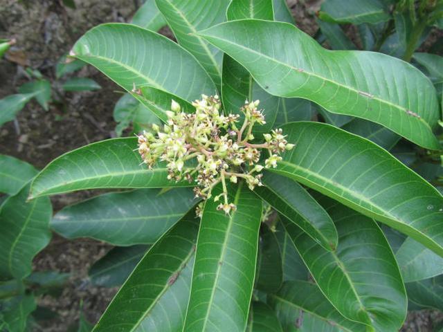 芒果盆栽种植方法大全