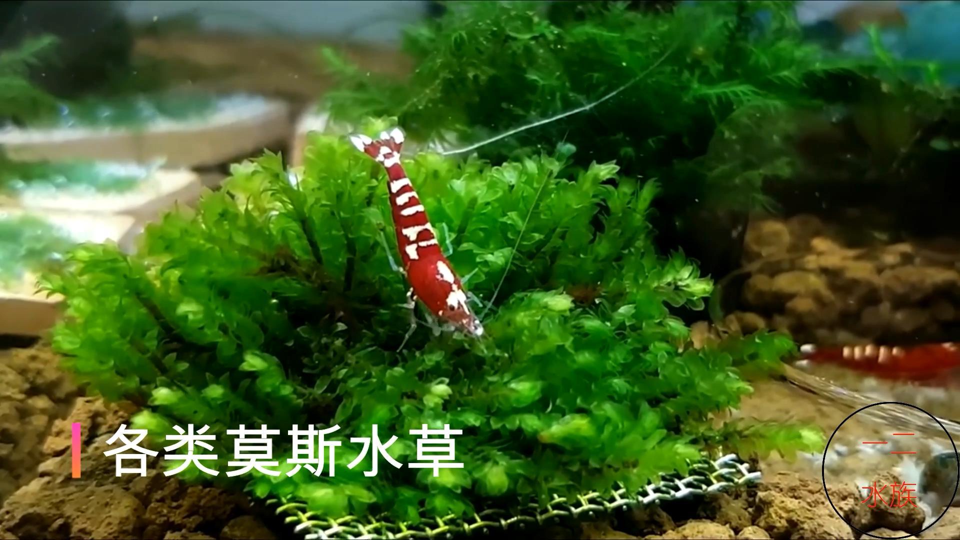 水草怎么养（常见水生植物品种）