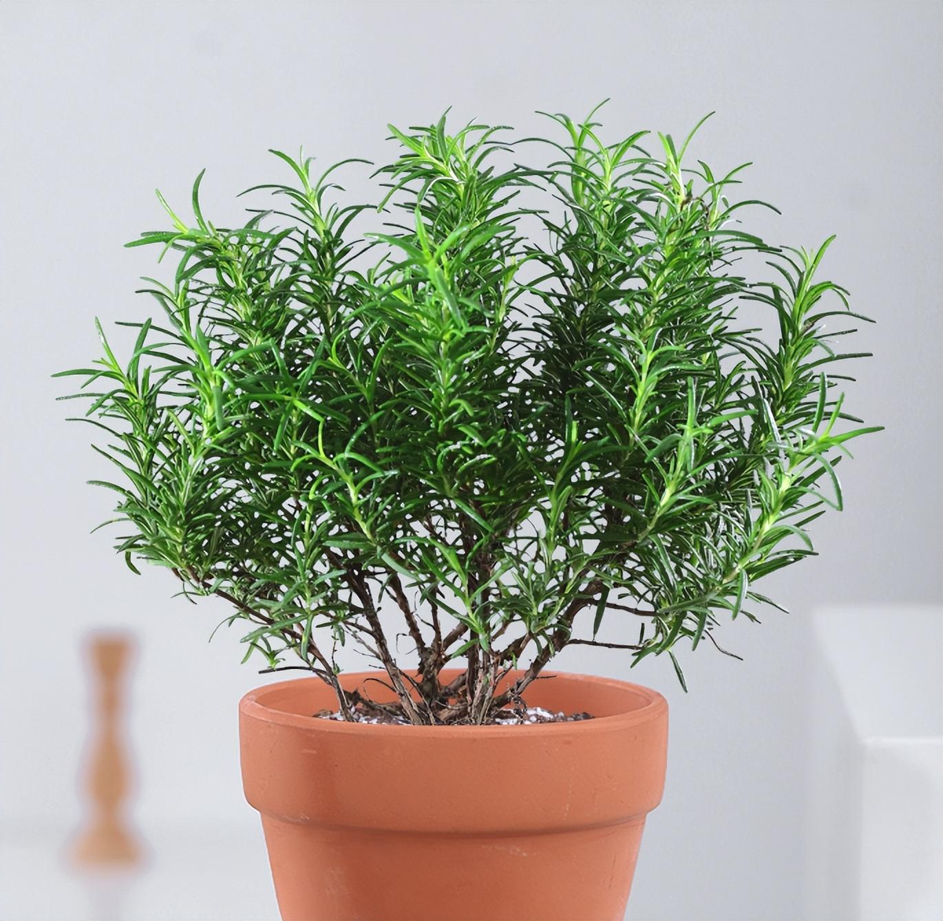 驱蚊植物哪种最好(驱蚊植物排行榜)