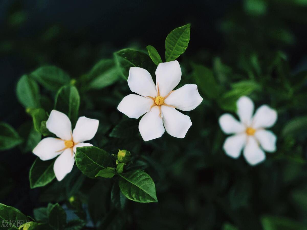阳台种栀子花风水好吗