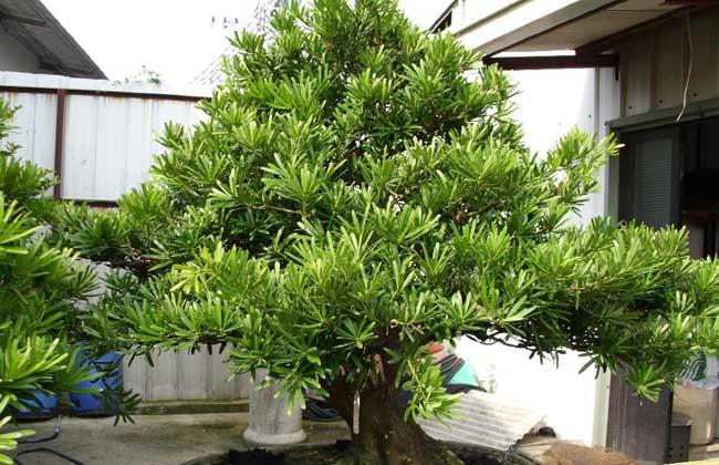 观赏树都有什么品种(分享庭院景观树种类)