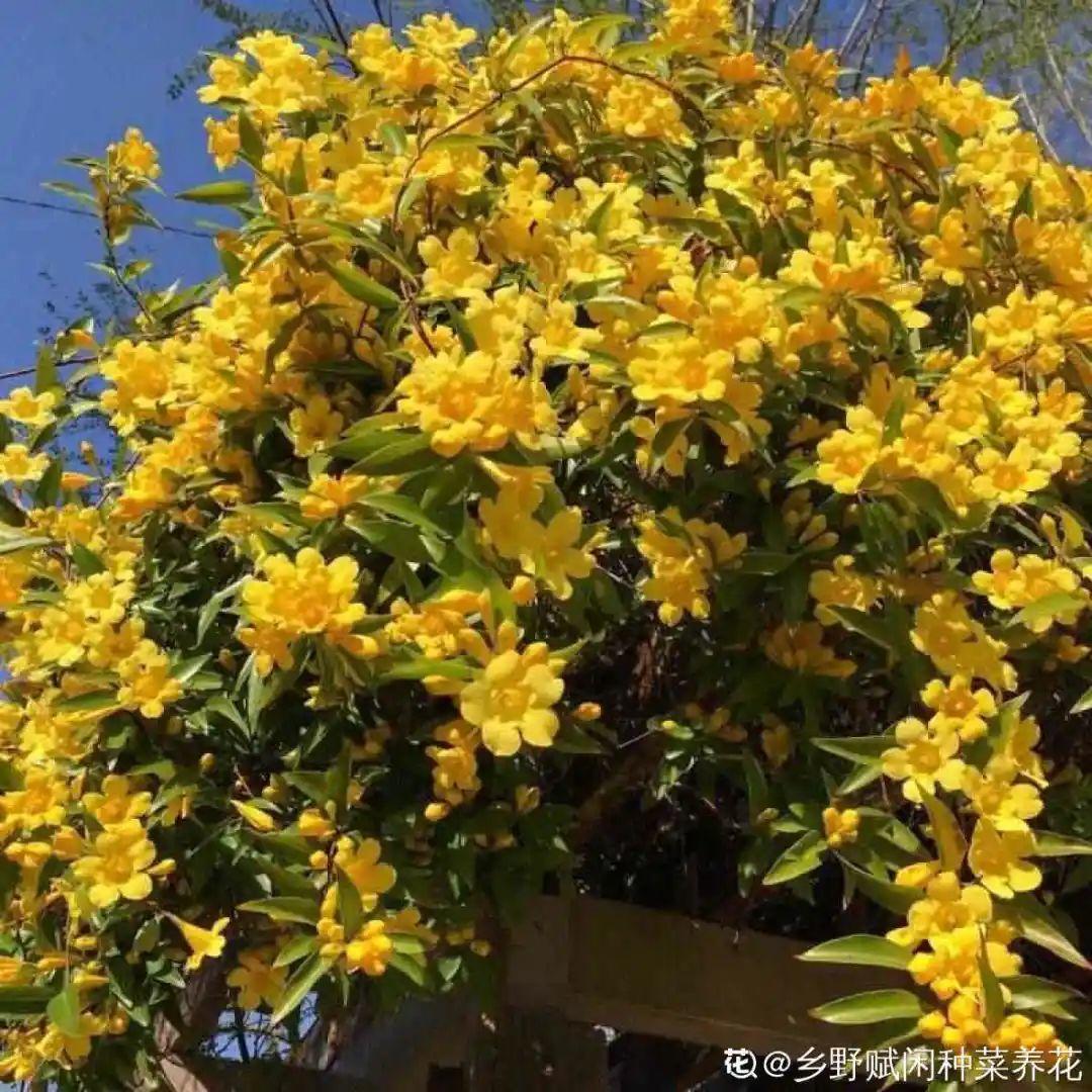 法国香水藤茉莉怎么养(室内最好养的喜阴绿植)