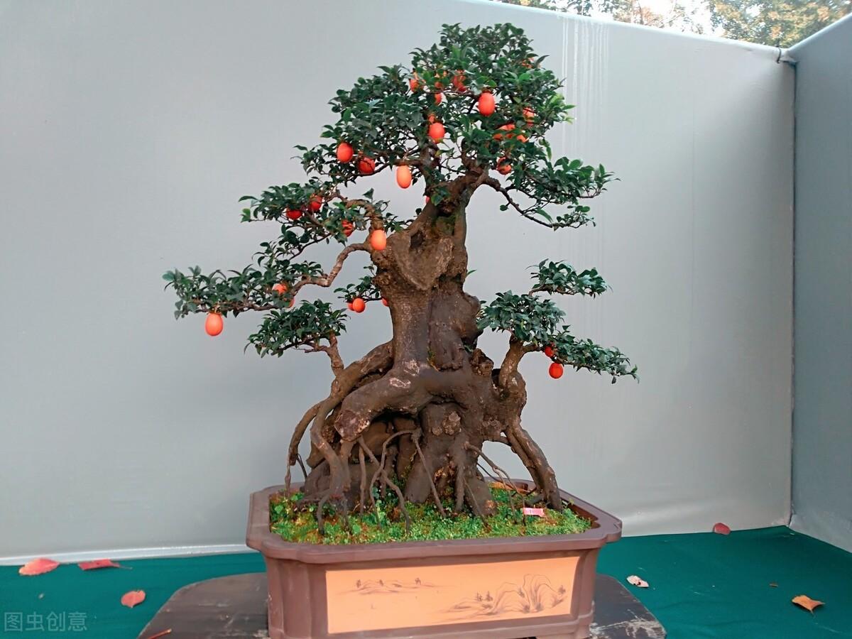室内盆景树种大全(适合做盆景的植物)