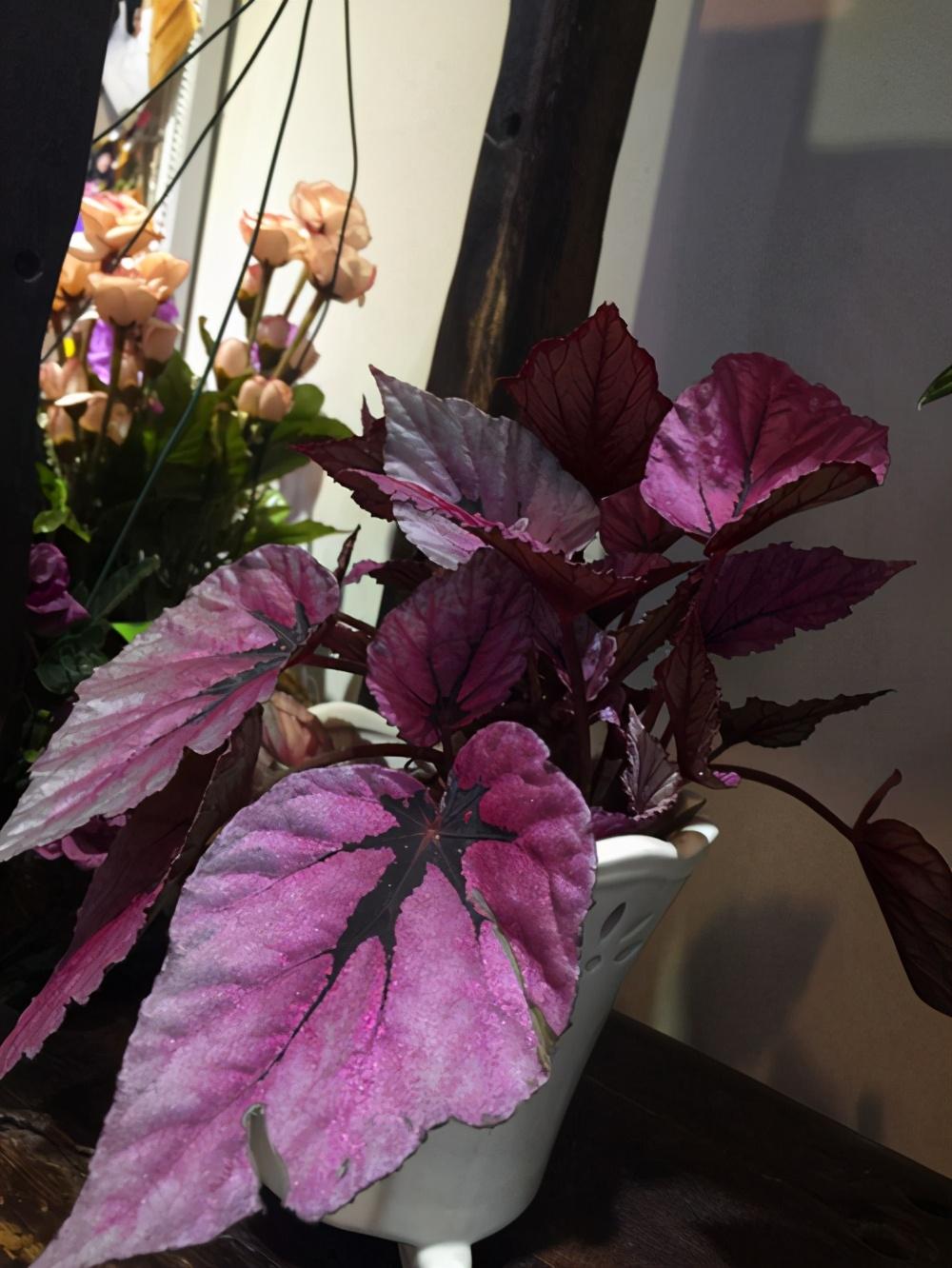 竹节秋海棠种类