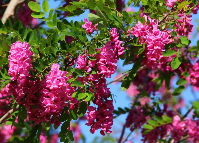 紫槐花什么时候开花(北方庭院耐寒观赏花树)