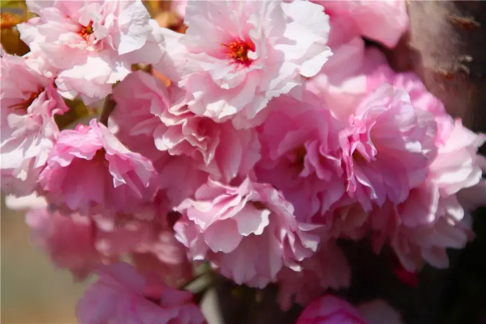 三月开什么花什么特点(盘点三月份开花的植物)