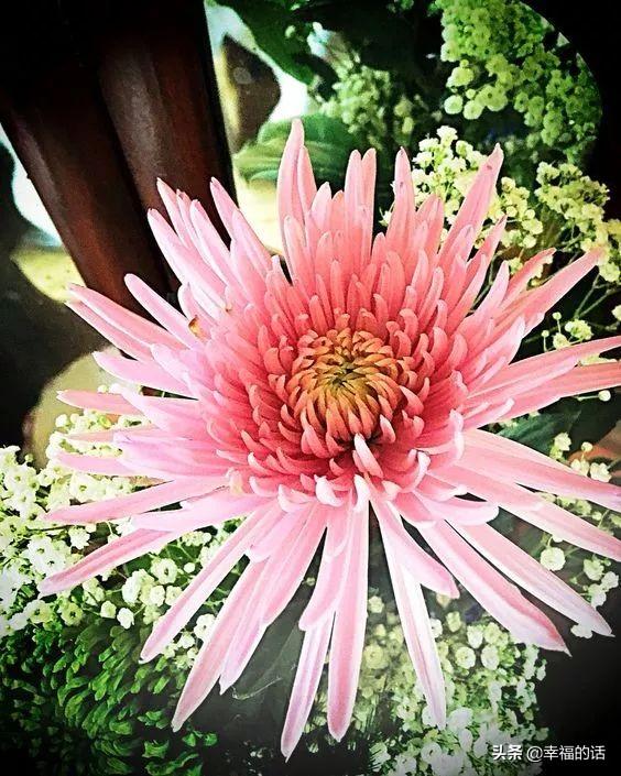 花中四君子是指什么花(梅兰竹菊四君子代表的意义)