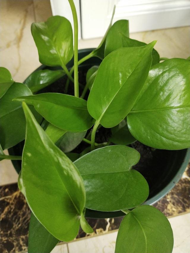 植物盆栽怎么养殖(适合家里养的盆栽植物)