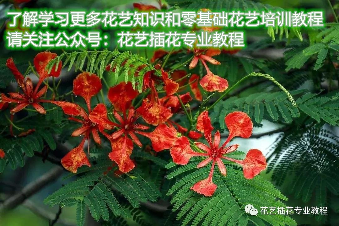 凤凰花花语是什么意思(讲解凤凰花的文化知识)