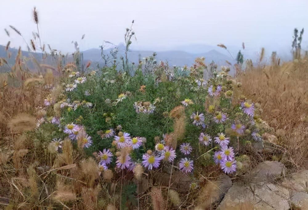 常见野草的种类(农村常见的植物名称)