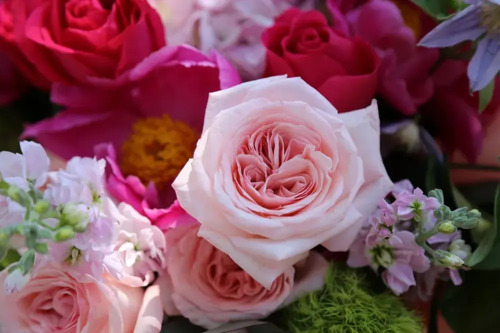 红玫瑰的花语和寓意代表什么意思(玫瑰花语大全)