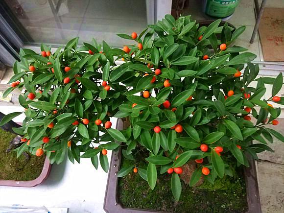 金豆盆景是什么植物(金豆国家二级保护植物)