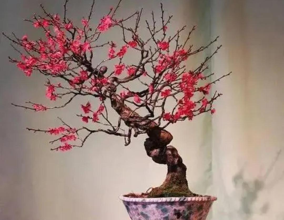 冬天开什么花常见(耐寒耐旱的室外花卉)