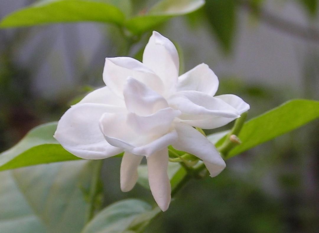 白花葱兰生长特性(关于葱兰颜色的花)