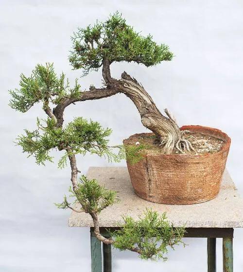侧柏树的种类有哪些(柏树的种类及名称大全)