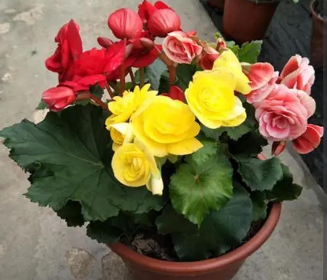 冬天开的花有哪些(适合冬天养的花和植物)