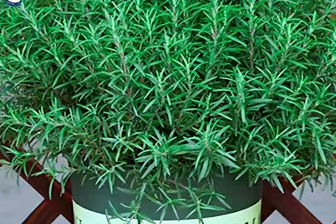 驱蚊植物哪种最好(驱蚊植物排行榜)