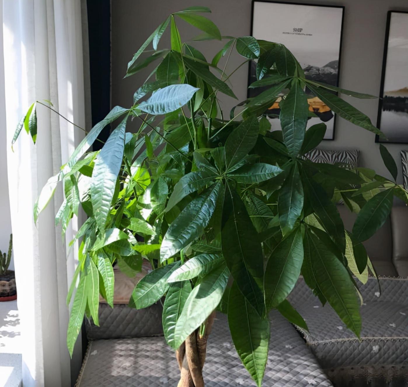 室内绿植什么最好养(适合客厅放的绿植)