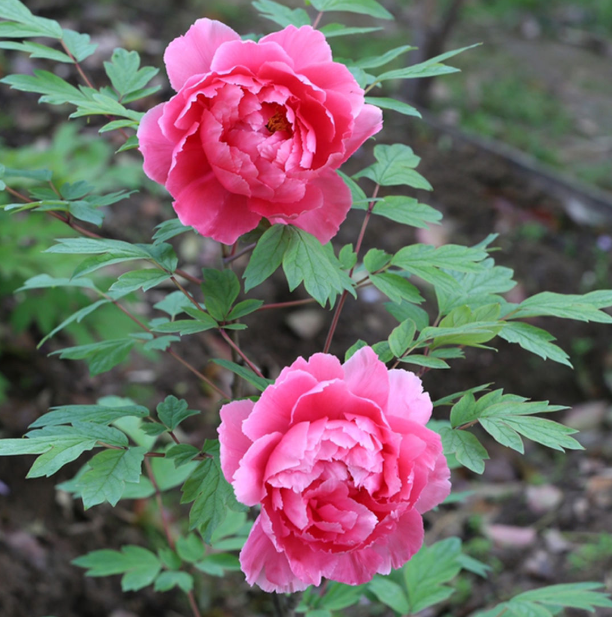 介绍牡丹几月份开花(了解牡丹花种植和养护)
