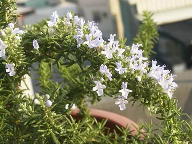 迷迭香的花语是什么(讲解迷迭香的种植方法)