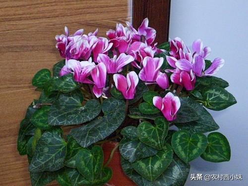 仙客来花籽怎么种植的