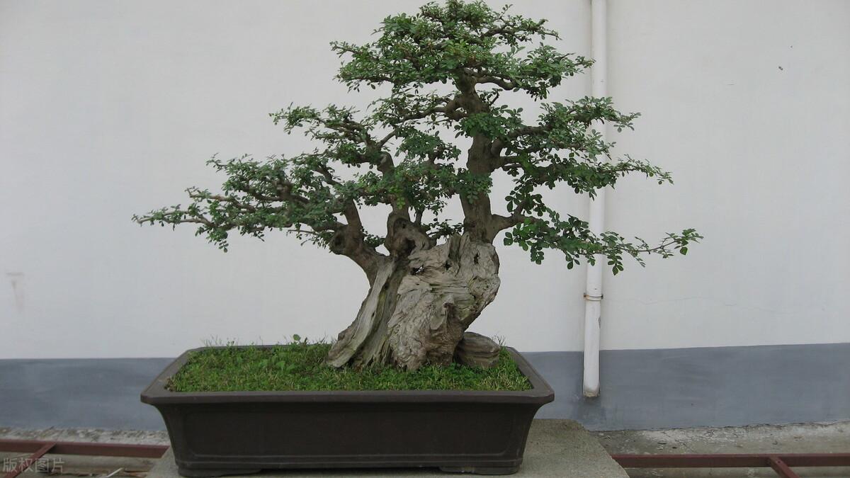室内盆景树种大全(适合做盆景的植物)