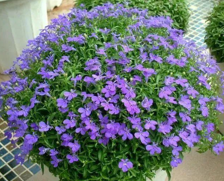 欧石竹花期几个月(了解欧石竹的养殖方法)