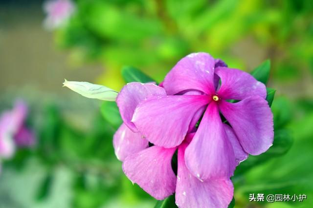 什么花是一年四季都开的花