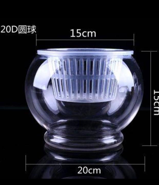 水培发财树能活多久