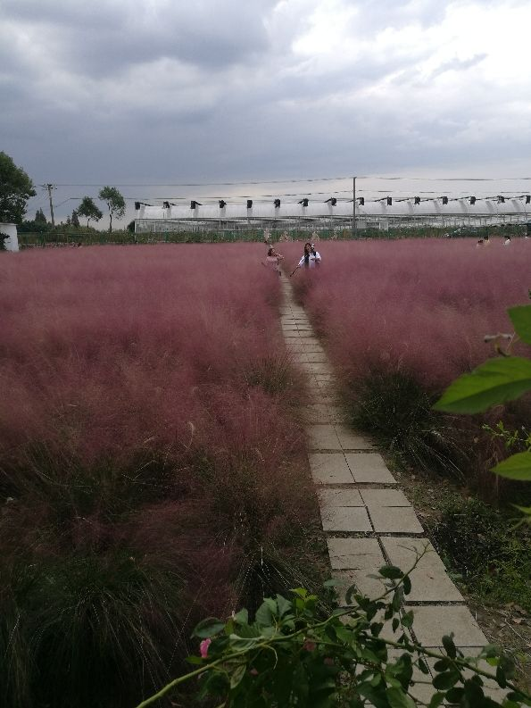 乱子草是什么植物（粉黛乱子草最佳观赏时间）