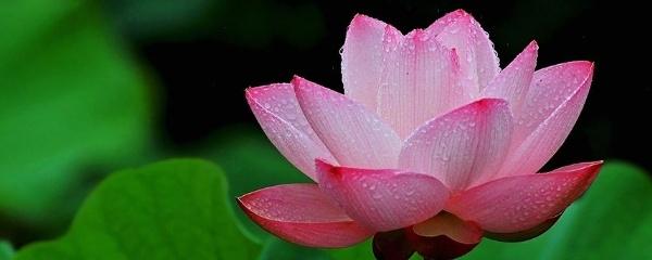 荷花的栽培时间与方法图解