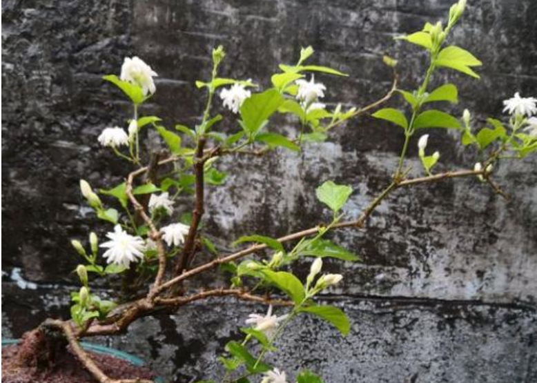 茉莉花的养殖方法和注意事项(茉莉多开花的诀窍)