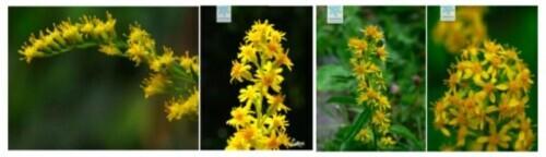 加拿大一枝花什么时候开花(详解加拿大一枝黄花分布范围)