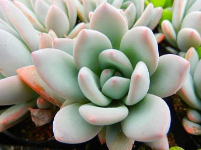 多肉需要晒太阳吗(养多肉技巧与方法)