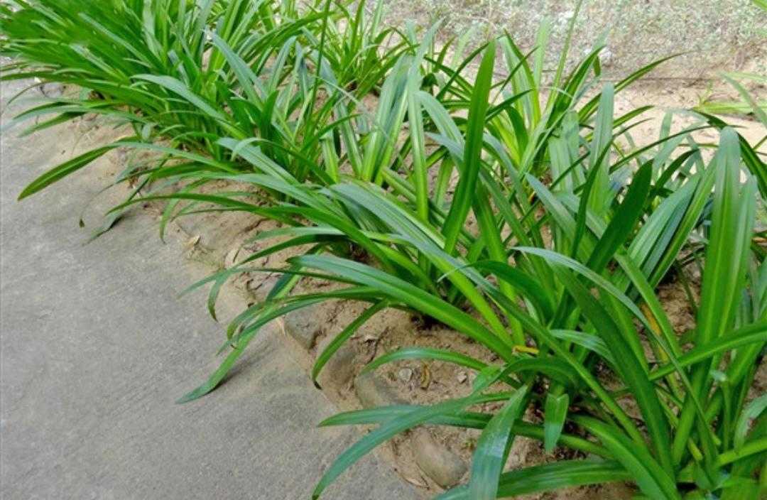 水鬼蕉的养殖方法(讲解水鬼蕉的寓意与风水)