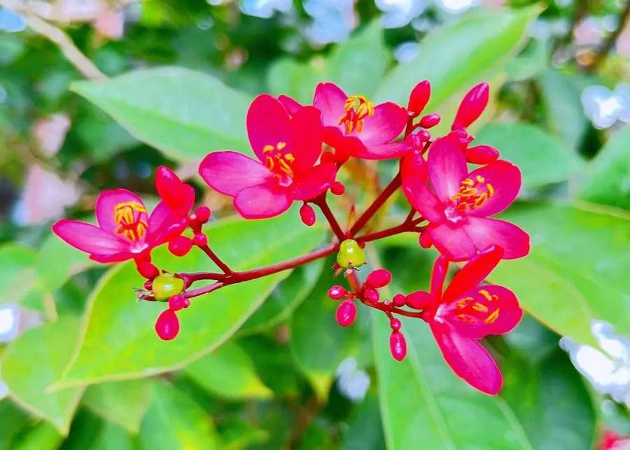 红绒球是什么花(绒球花图片真实)